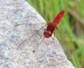 Crocothemis erytrhraea